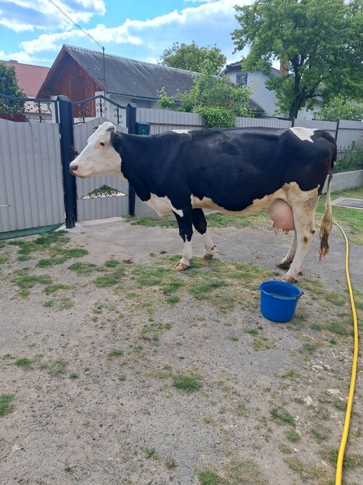 Продам дійну корову