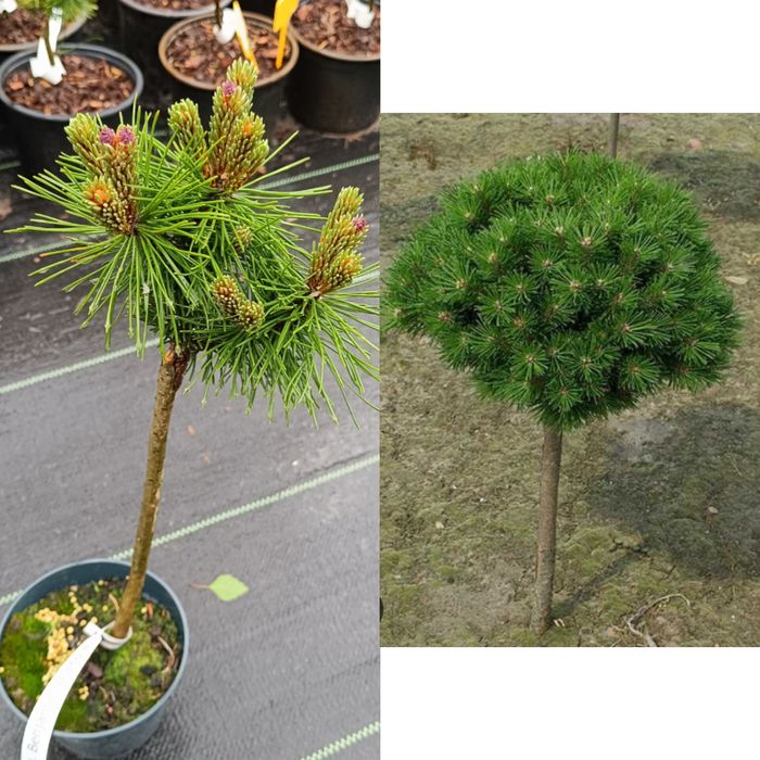 Сосни, ялини, ялиці