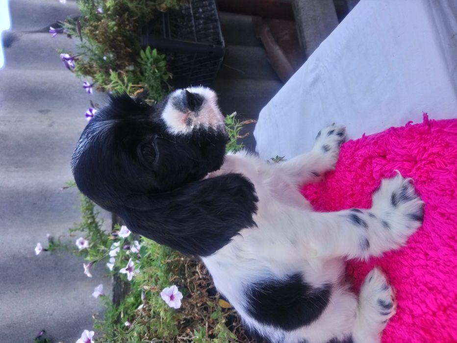 Стрижка собак ,котив и др.животных.