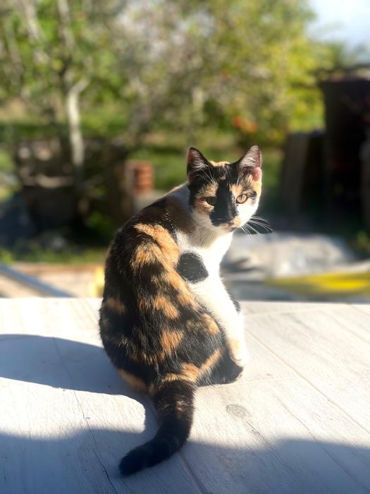 Gatinha femea para adoção