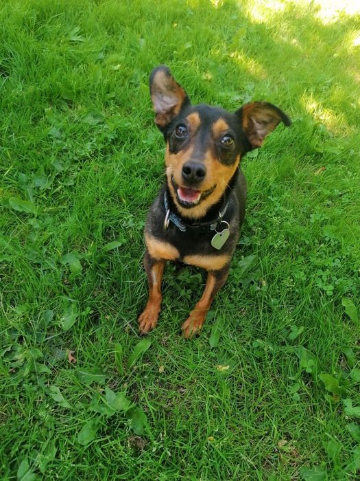 Dom tymczasowy poszukiwany