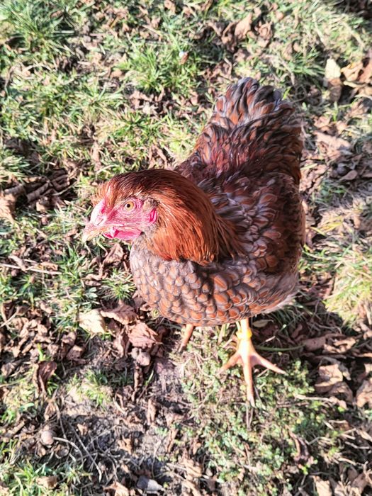 Sprzedam nadwyżkowe koguty