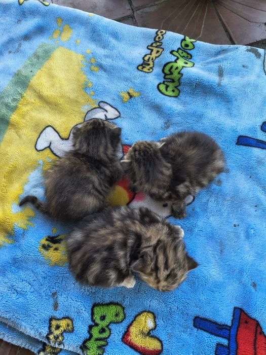 Віддам кошенят безкоштовно