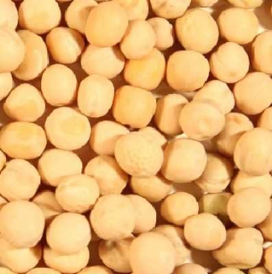 bobik nasiona bobiku ziarno worki z bobikiem zapewniam dostawę pod dom