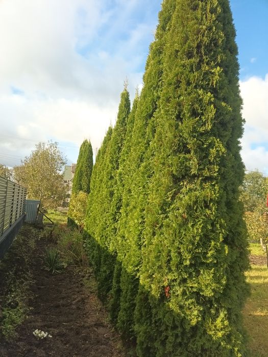 Туя смарагд продам