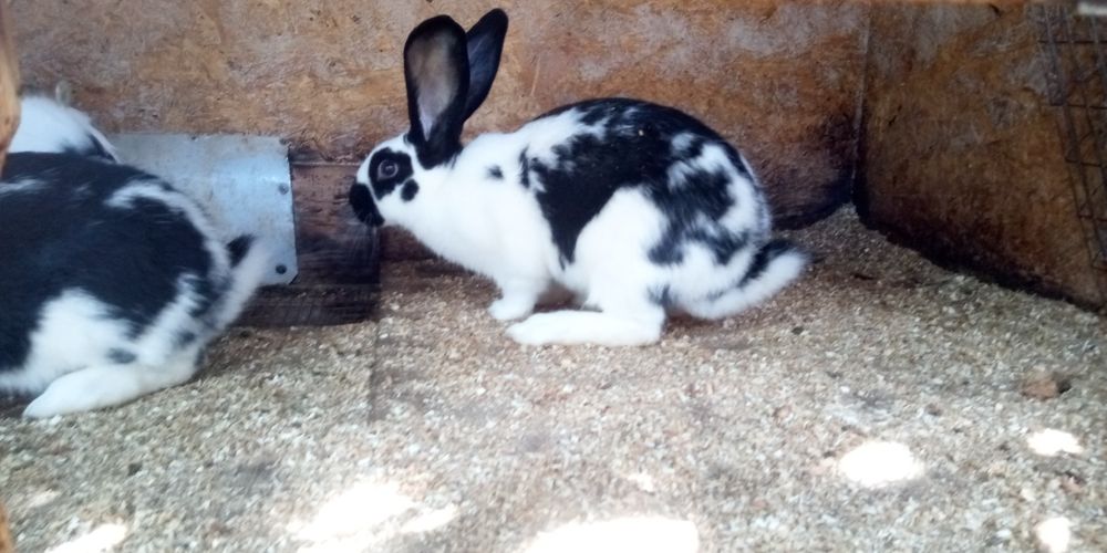 Продам кроликов на развод и мясо Индоутки селезни и уточки цвет Лаванд