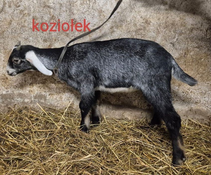 Kozy kózki koziołki anglonubijskie