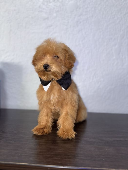 Мальтіпушик хлопчик міні. Карамель мальтіпу