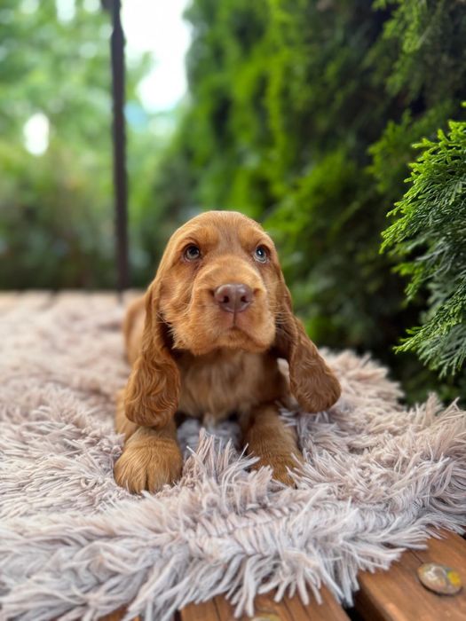Wyjątkowy Piesek Cocker Spaniel Angielski Czekoladowy Nosek Rodowód