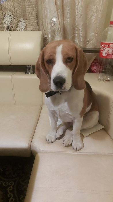 Бигль ищет жениха