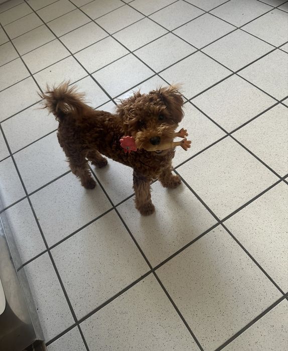 мини/той пудель абрикос, teddy face, документы, чип