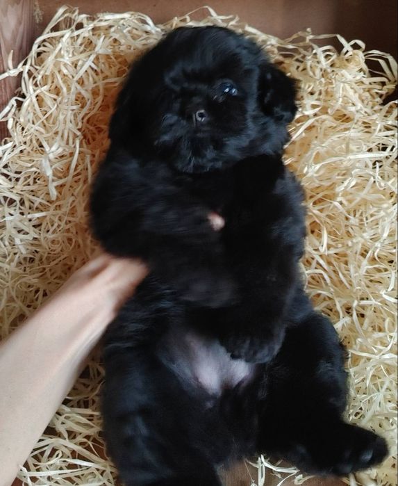 Дизайнерская мальтипушная красотка. Киев