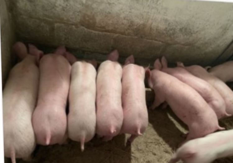 Продаж поросяток на постійній основі
