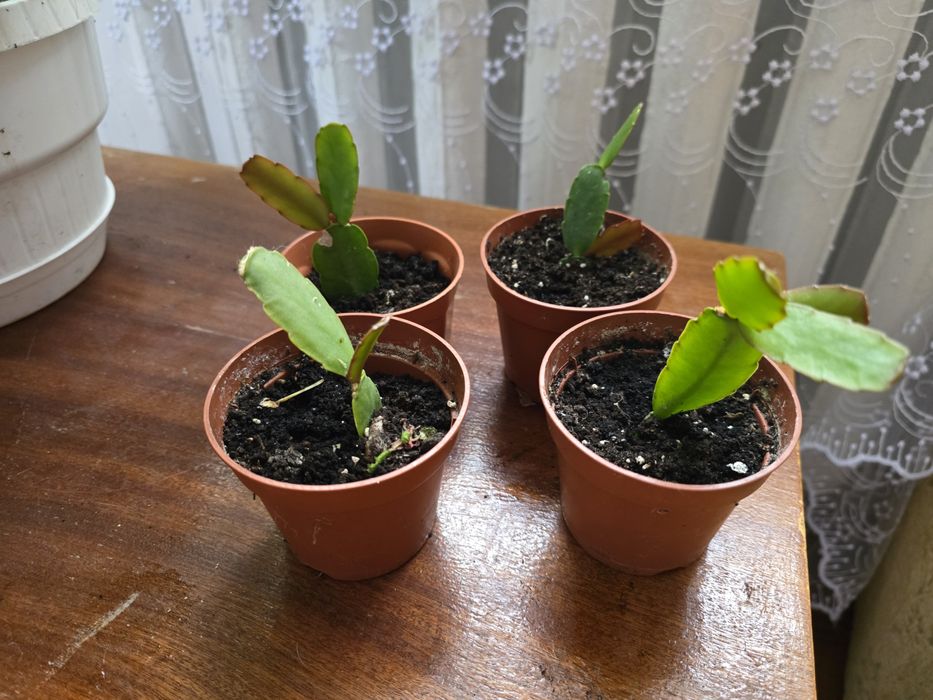 Різдвяник червоний