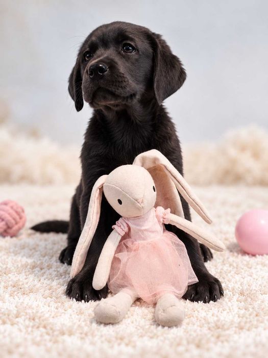 Czarna suczka Labrador Retriever – ZKwP/FCI
