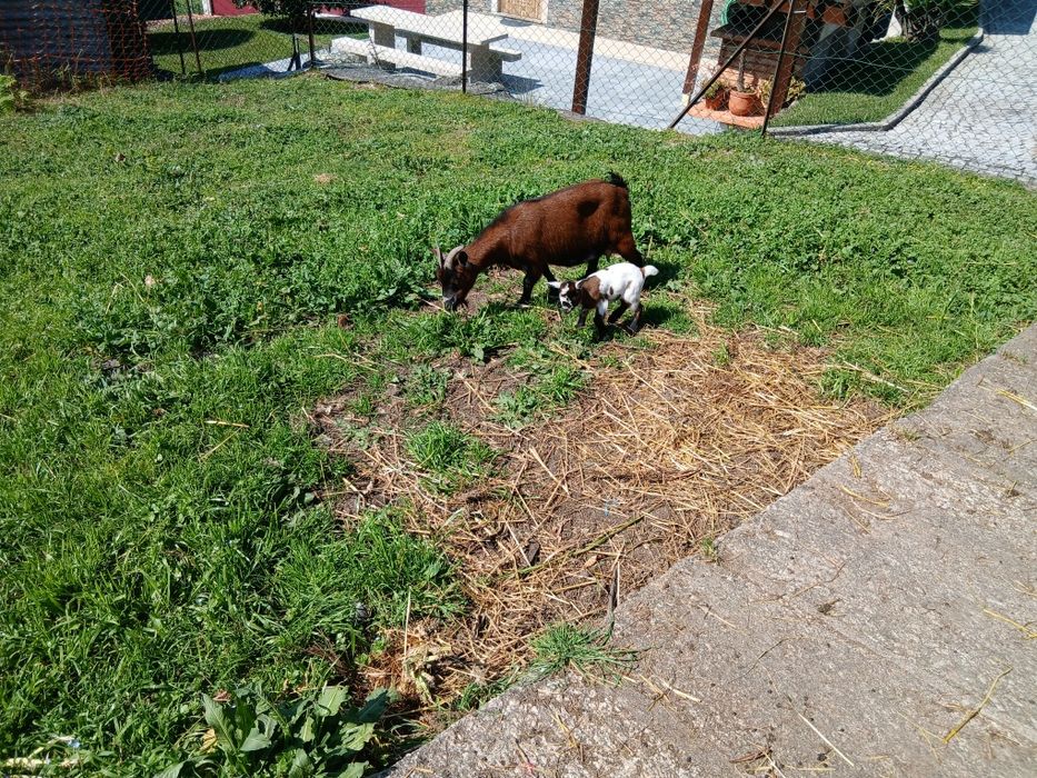 Vendo uma cabra anã com uma cria