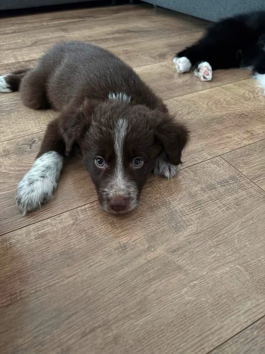 Border Collie Szczeniak