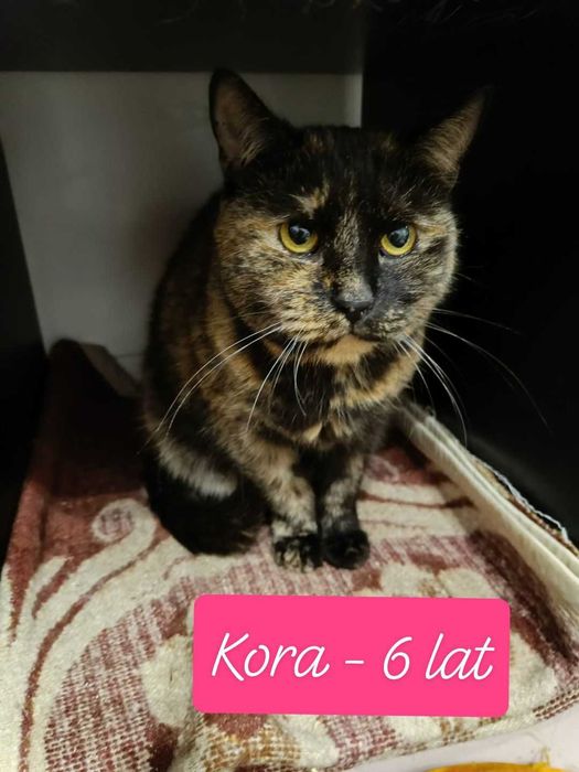 kotka szylkretowa kora w fundacji kocia szansa aktualne