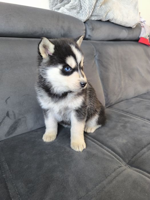 Husky suczka niebieskie oczka