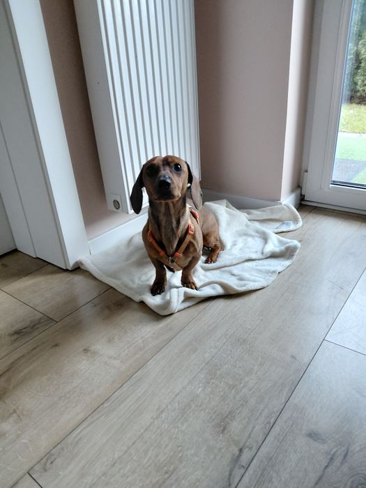 Oddam psa w dobre ręce  jamnika 3 lata