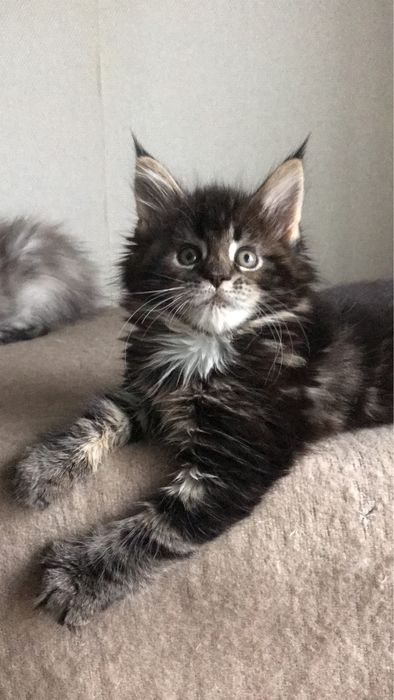 Мейн кун , дівчинка