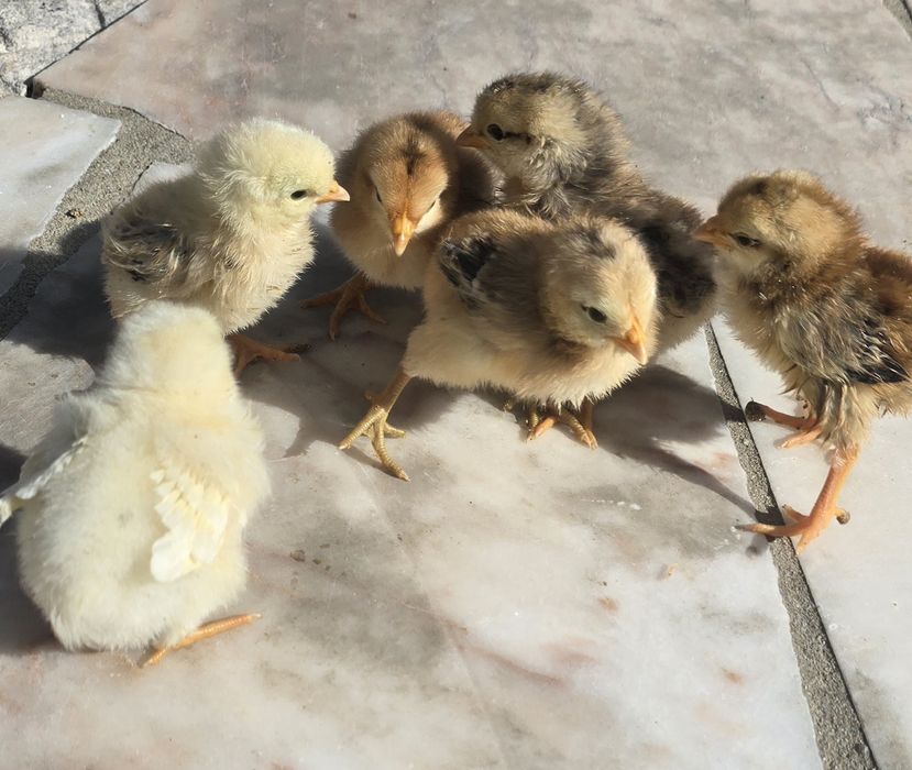 Pintos de raças variadas