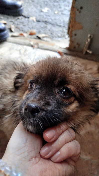 Цуценя дівчинка шукає сім'ю.