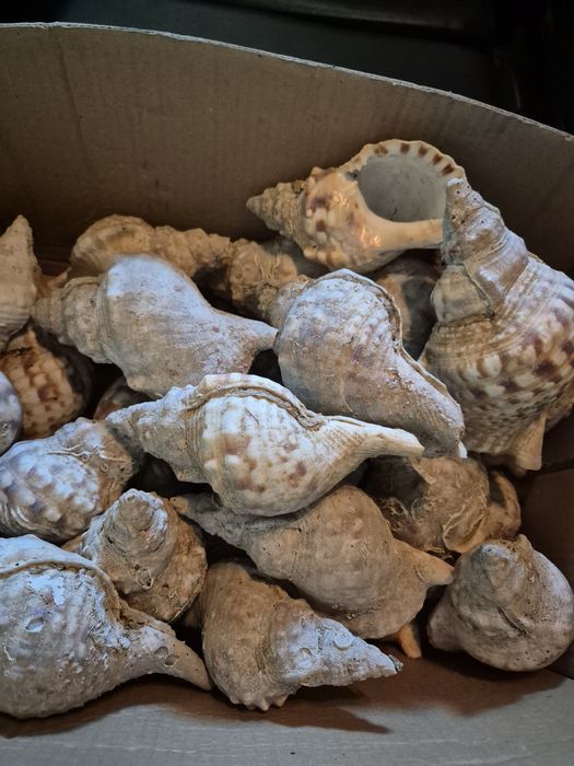 Conchas de búzios