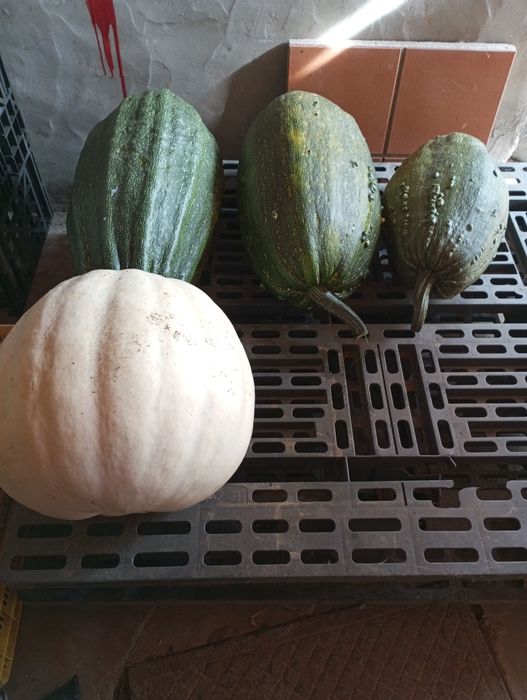 Abóbora e Bolina para venda