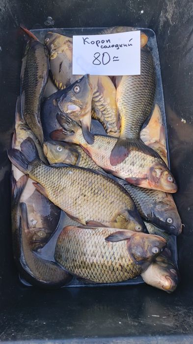 Жива риба свiжа риба