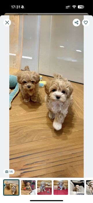 .Vip. Мальтипу ‼️ Пудель,,