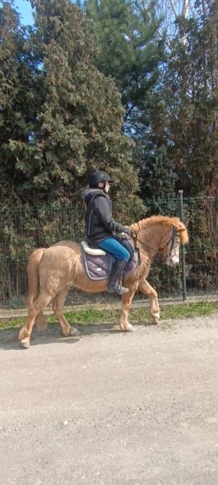 Kucyk wałach skoczek