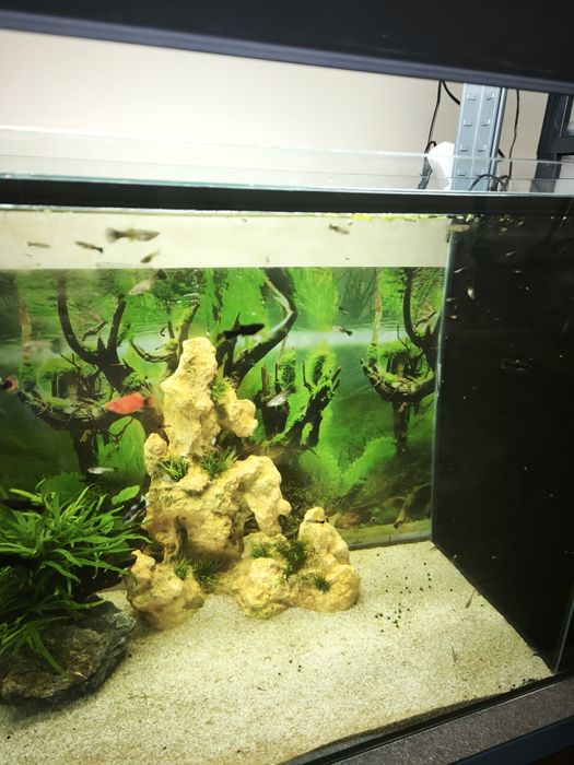 Peixe Ornamental  Guppy (Sortido)