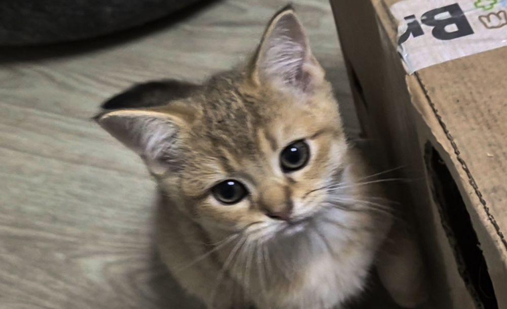 Шотландские котята вислоушки и прямоушки три девочки и мальчик