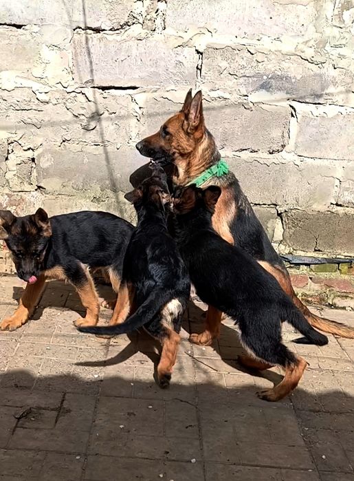 Три роскошные девочки из питомника.