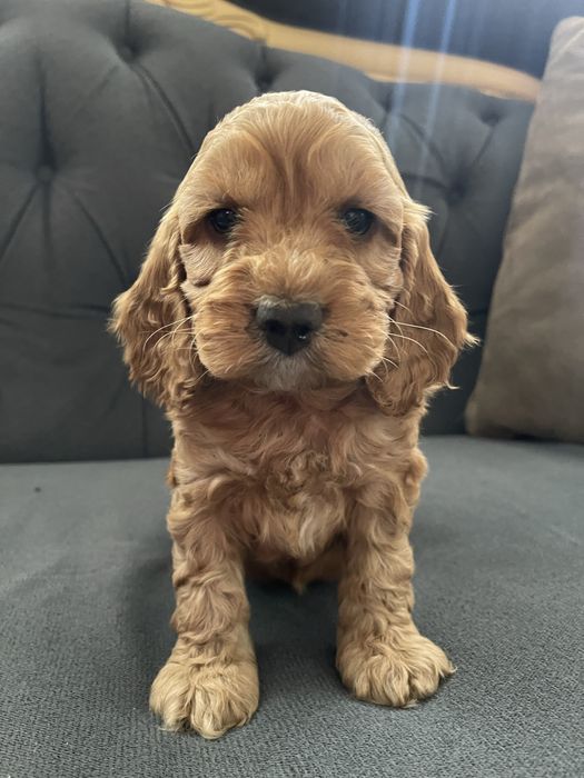 Samiec Cockapoo do odbioru