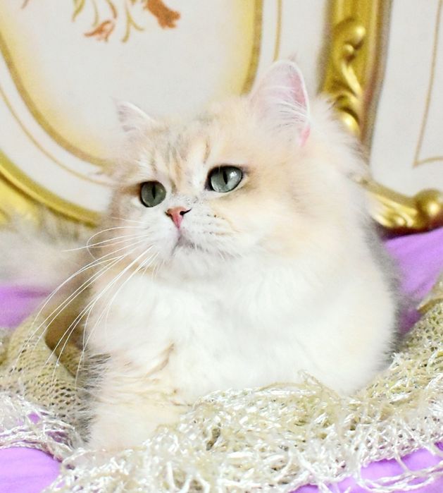 Золотая шиншилла, ау12, голубое золото , котик, продажа