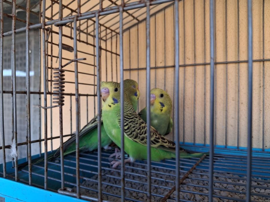 Periquitos novos