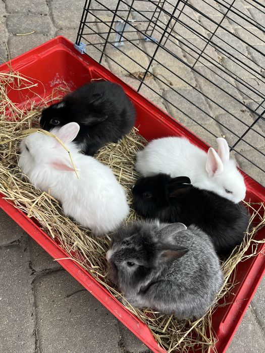 Króliki miniaturki