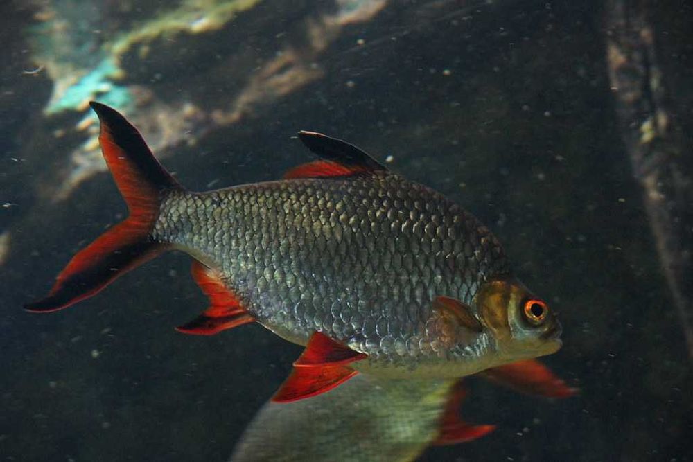 Brzanka Schwanenfelda - wielka - Barbonymus schwanefeldii - DOWOZIMY