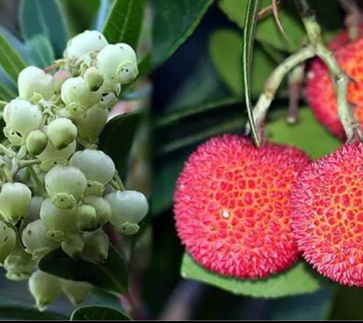 Medronheiros para plantar