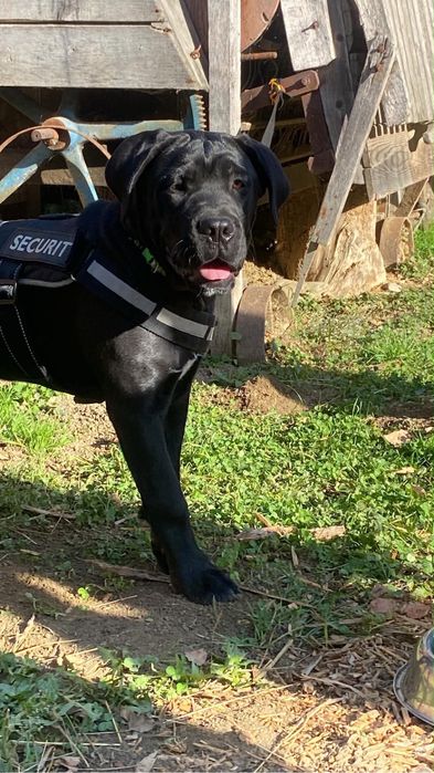 Cane corso ZKWP/FCI