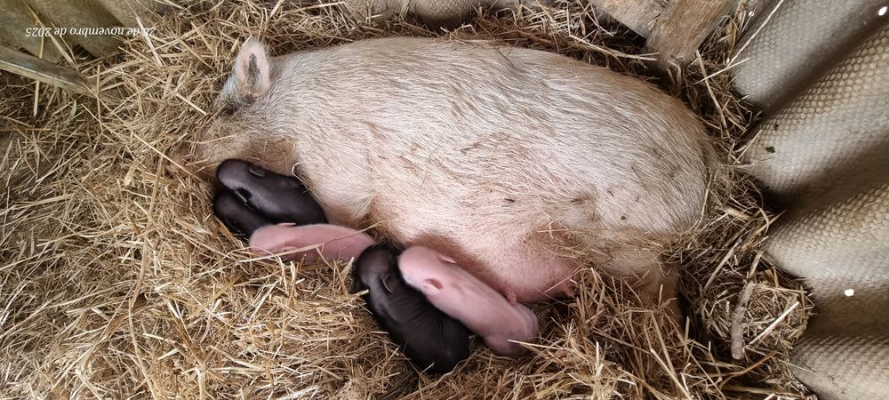 Porquinhos vietnamitas