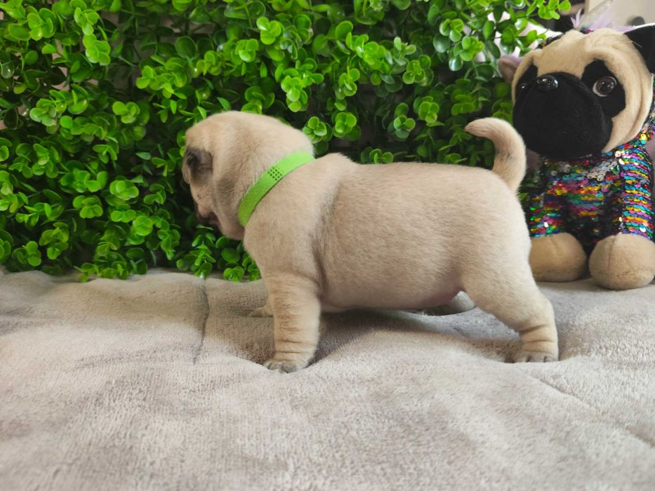 Pug Carlin menino