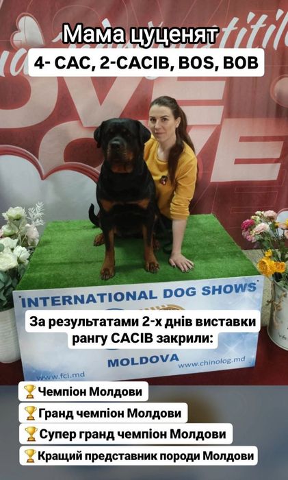 ТОП цуценя ротвейлера. Розплідник КСУ