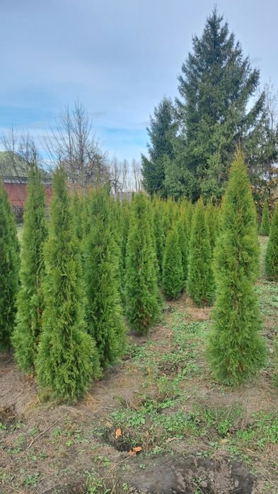Туя Смарагд Західний
