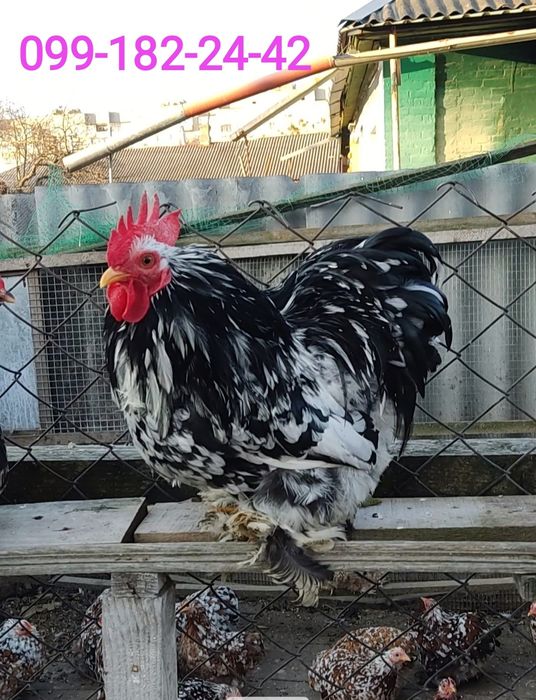 Півень  карликовий кохінхін мармуровий