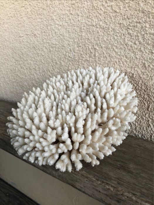 Coral branco - Acropora hyacinthus