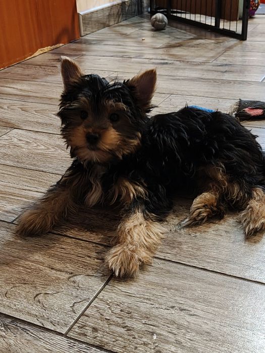 Yorkshire terrier piesek