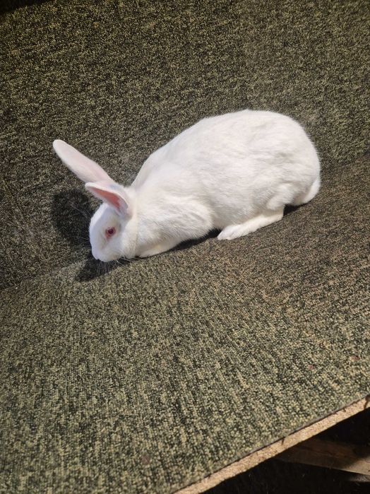 Króliki Termondzkie